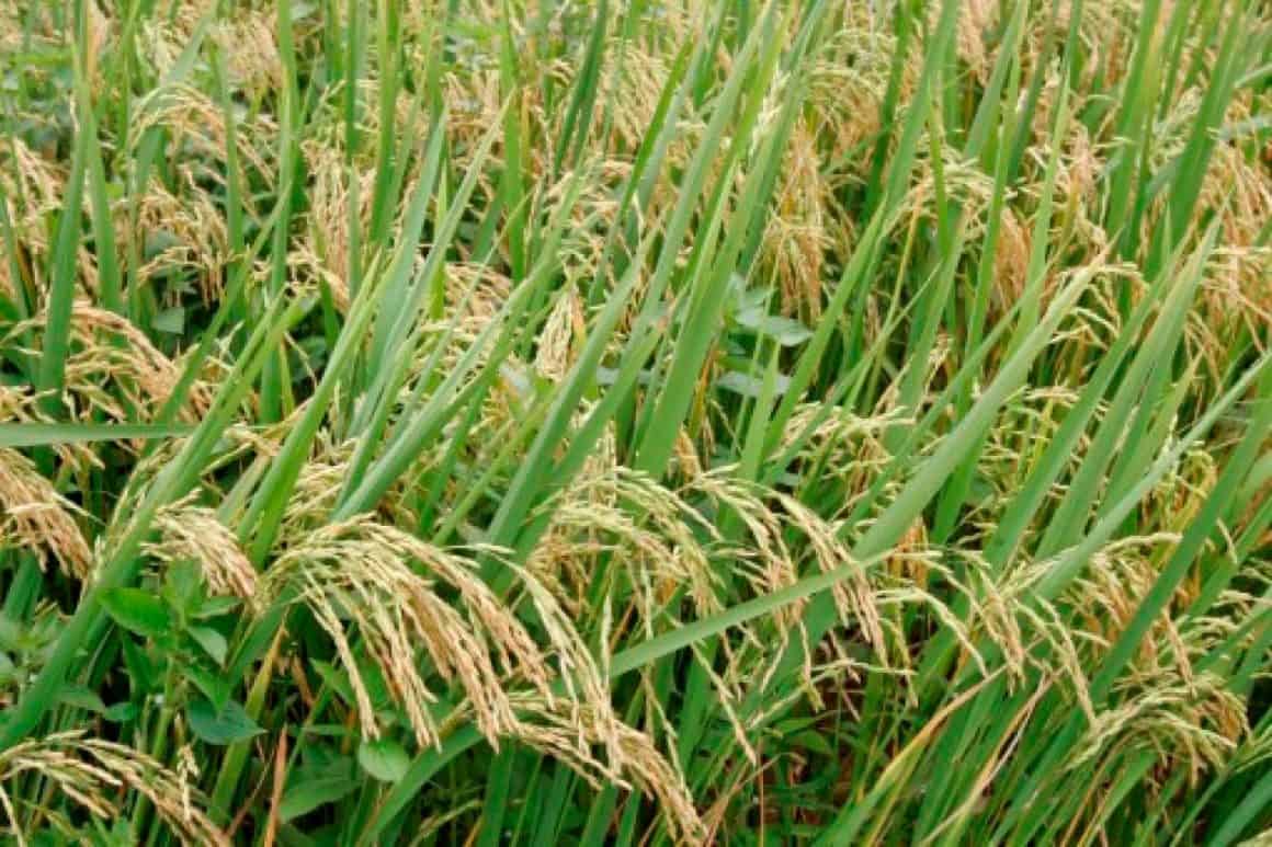 Behind the Scenes: A Look at Guyana’s History of Rice Cultivation